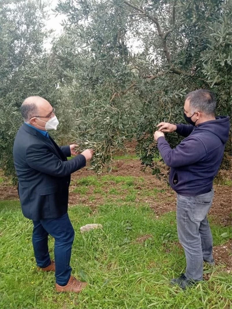 Zeytinde hasar tespit çalışmaları başlatıldı
