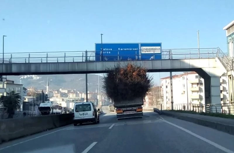 Seyyar ormanı andıran kamyon görenleri şaşırttı
