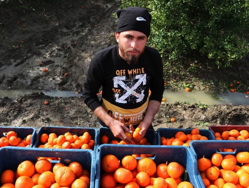 Narenciyede bahçe ile market fiyatlarında uçurum yaşanıyor
