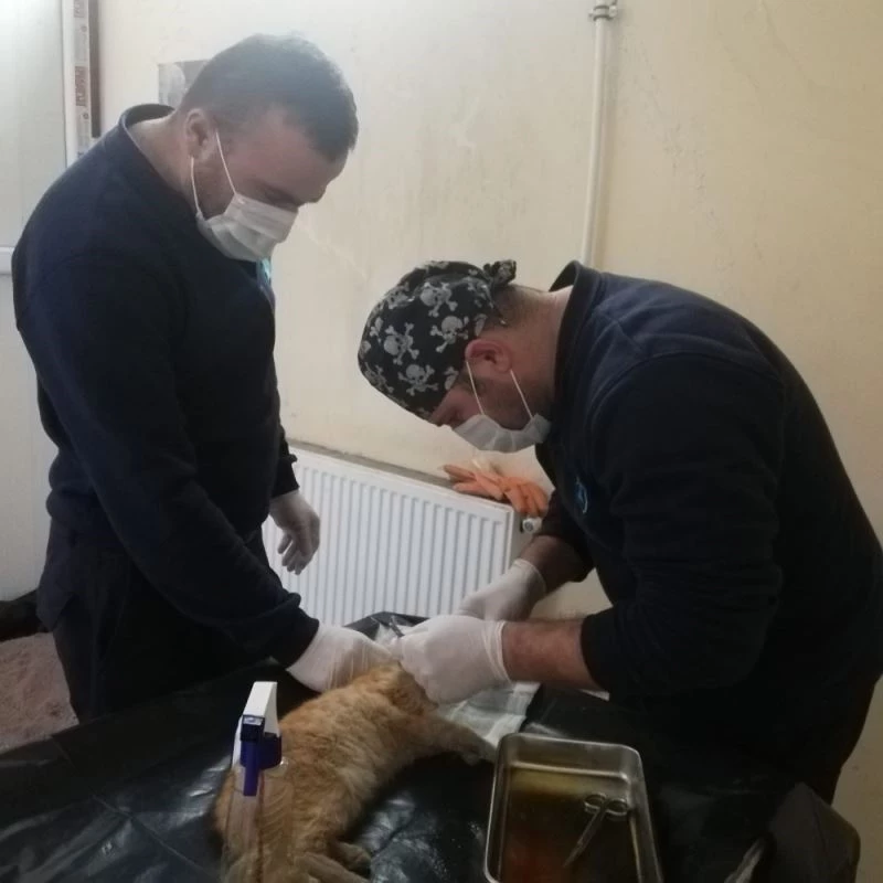 Ağzı yırtılan yavru kedi ameliyata alandı
