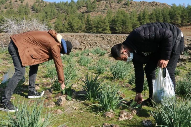 Taşların altında yetişiyor toplamak için vatandaşlar akın ediyor
