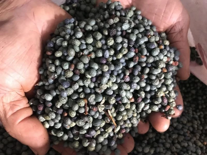 Dağlardan toplayıp yağının kilogramını 200 liradan satıyorlar
