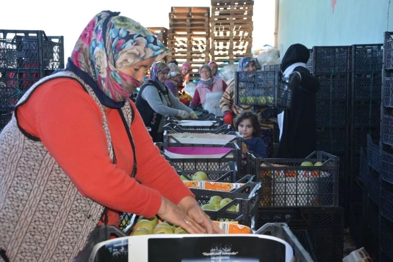 Tescilli ’karyağdı armudu’ depoda kaldı
