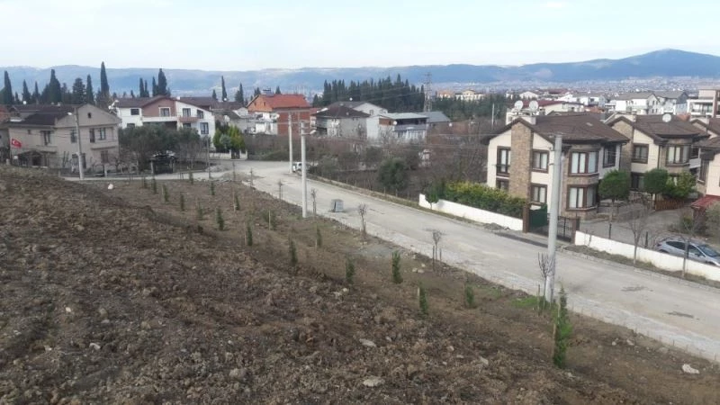 Değirmendere kestanelik alanı ağaçlandırıldı
