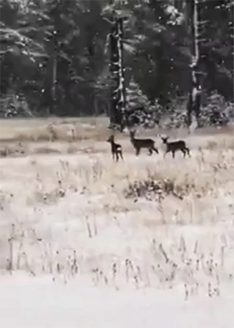 Karacalar doğal alanda görüntülendi
