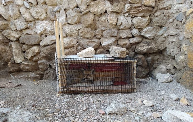 Tavuk hırsızı kurnaz tilki, Sivaslının tuzağına düştü
