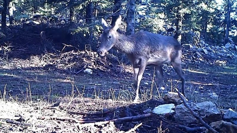 Geyiklerin beslenme anları foto kapanda

