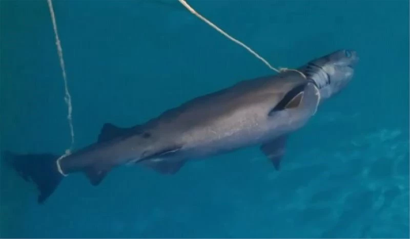 Antalya’da denizde köpek balığı ölüsü bulundu
