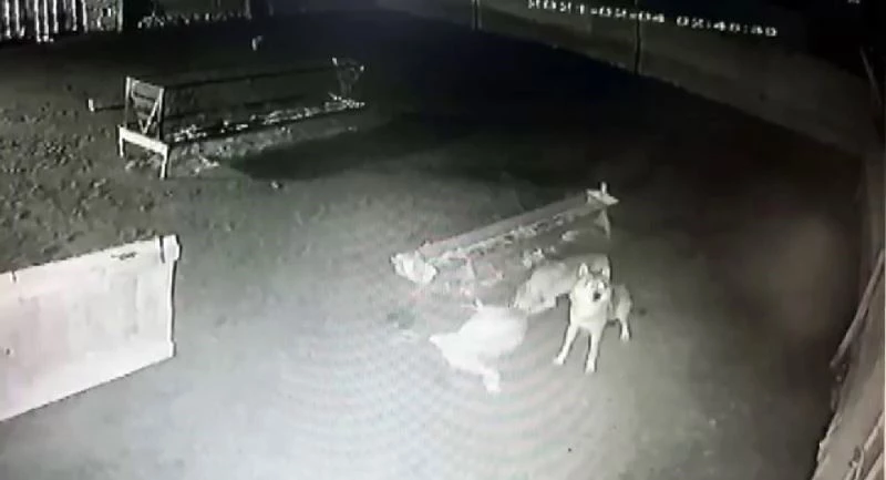 Ağıla giren kurtlar koyunu boğarak yedi
