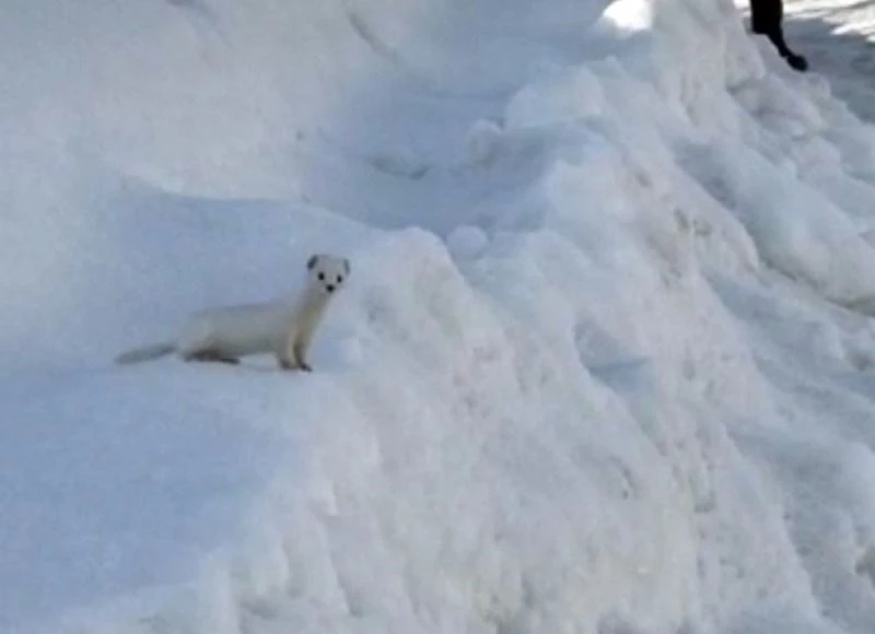Yüksekova’da beyaz gelincik görüntülendi
