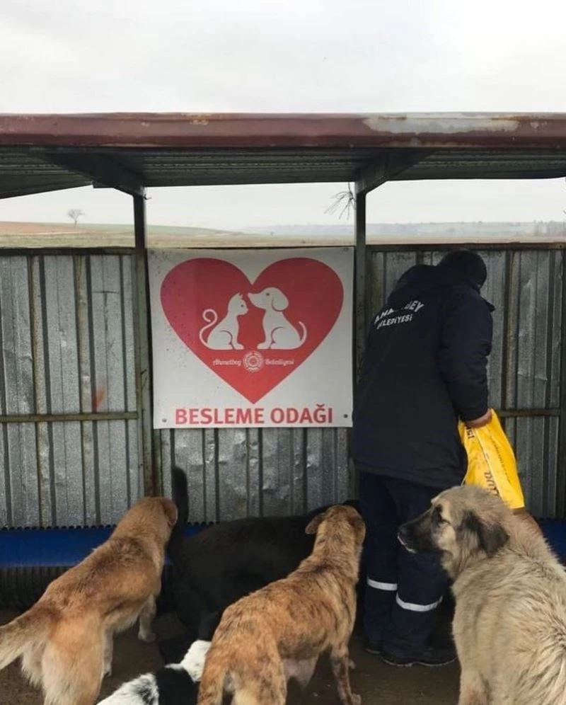 Sokağa çıkma yasağında sokak hayvanları unutulmadı
