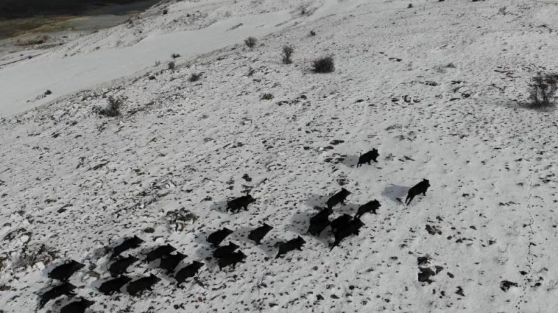 Prof. Dr. Şağdan Başkaya: “Artan yaban domuzları için bilimsel avlanma planları yapılmalı”
