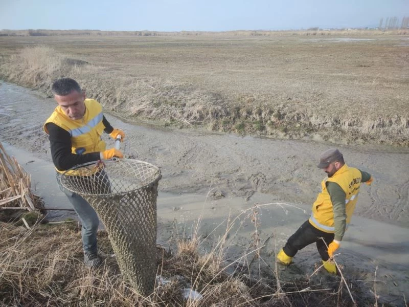 Islah edilen deredeki onlarca su kaplumbağası sulak alana taşındı
