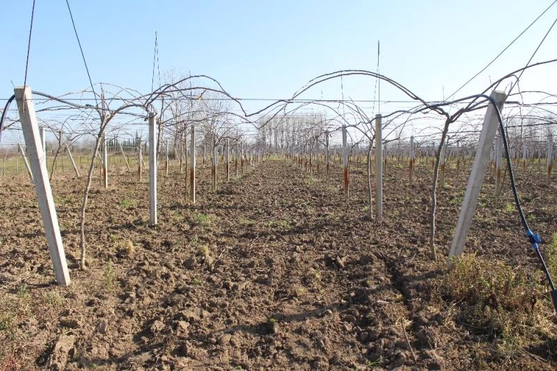 Çarşamba Ovası’nda kivi üretimi artıyor
