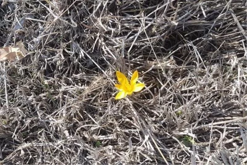 Baharın habercisi çiğdemler erken açtı
