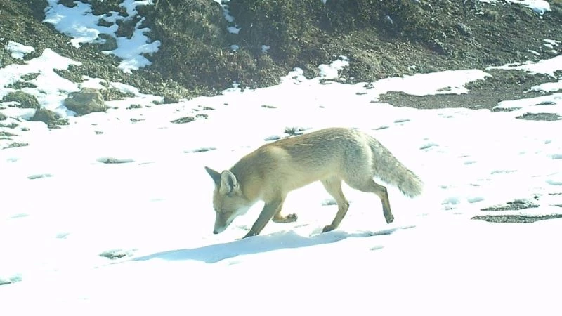 Doğadaki yaban hayvanlarının yaşamı fotokapanda
