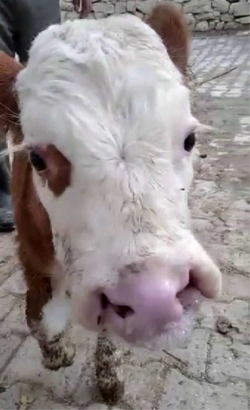 Bu buzağıyı görenler gözlerine inanamıyor
