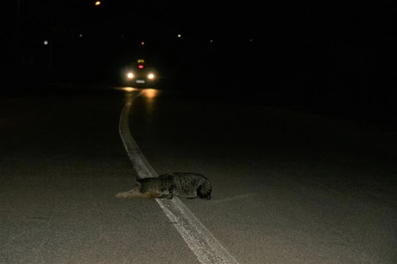 Telef olan kedinin arkadaşından büyük vefa
