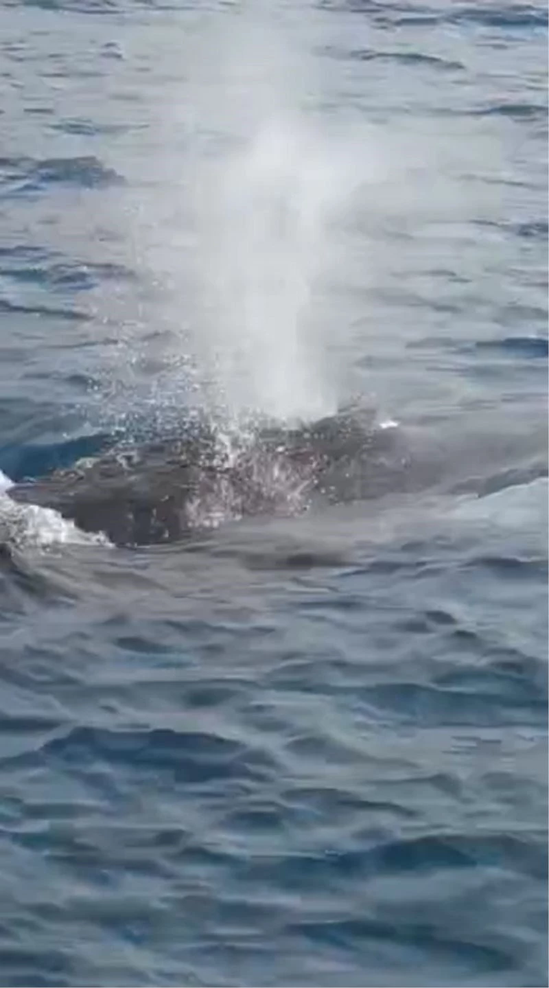 Hatay’da uzun balina heyecanı