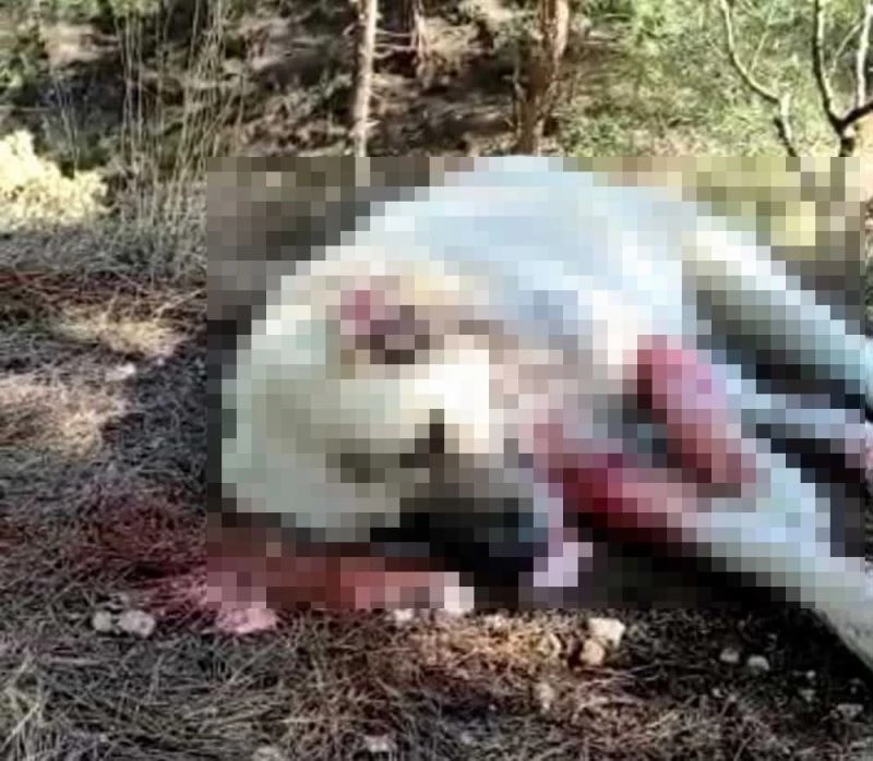 400 küçükbaş hayvana bekçilik yapan 8 köpek zehirlenerek telef oldu
