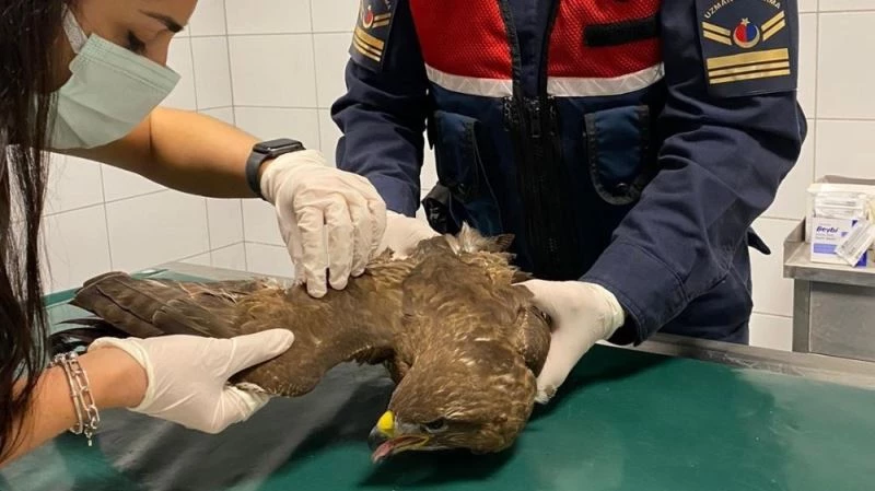 Kırıkkale’de nadir görülen ’paçalı şahin’ yaralı bulundu
