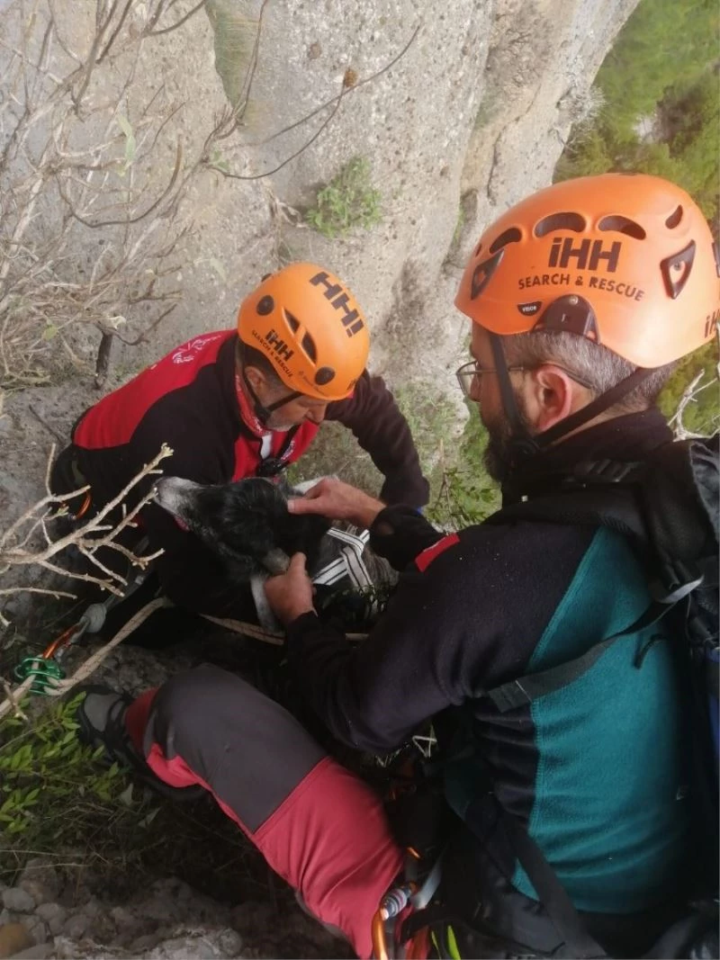 130 metrede 1 hafta mahsur kalan keçi için nefes kesen kurtarma operasyonu

