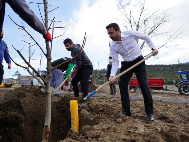 Naim Süleymanoğlu Parkı’nın ilk meyve ağaçları Başkan Tanır’dan

