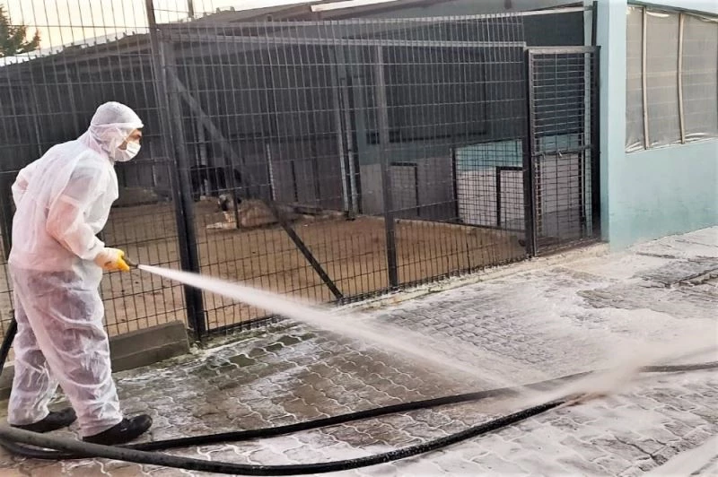 Sokakta yaşayan canlar geçici bakımevinde de güvende
