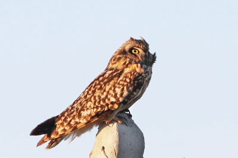 Kuş türlerinin yarısı Hersek Lagününde
