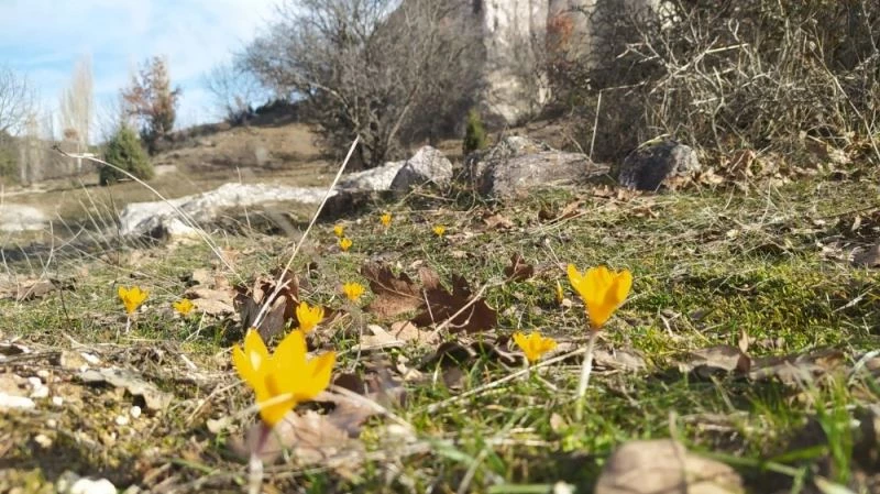 Kütahya Frig Vadisi’nde çiğdemler kış mevsiminde çiçek açtı
