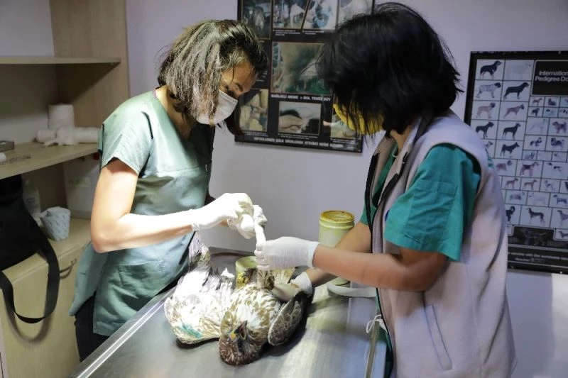 İyileşen Kızıl Şahinler doğaya salındı
