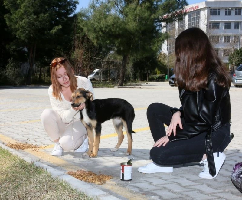 Kampüsteki hayvanlar pandemi döneminde de yalnız bırakılmıyor
