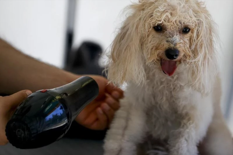 Pet kuaföründe tıraşı ve bakımı yapılan 