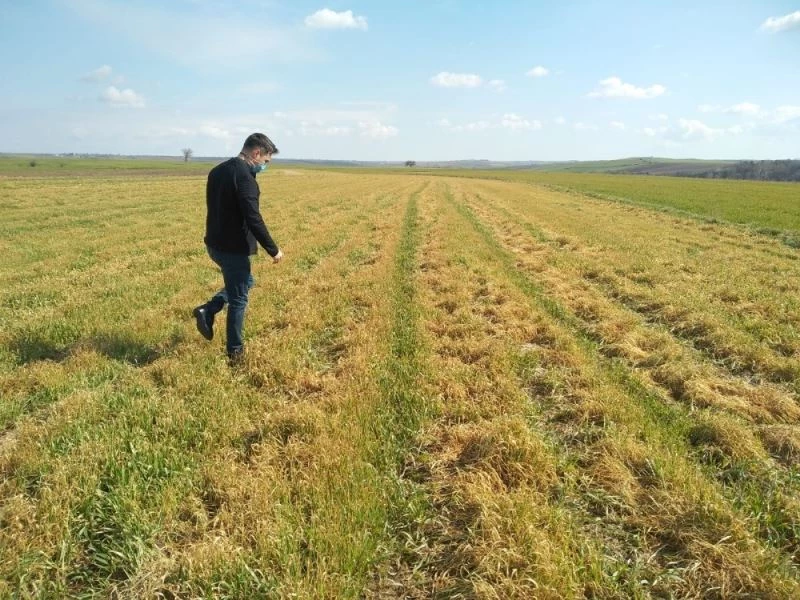 Tekirdağ’da buğdaydaki soğuk zararı araştırıldı: Çeşit, gübre ve zaman
