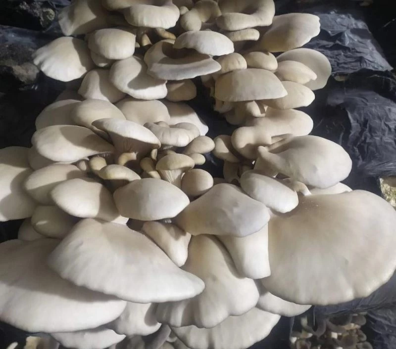 Kadınların yetiştirdiği istiridye mantarları ilk meyvelerini verdi
