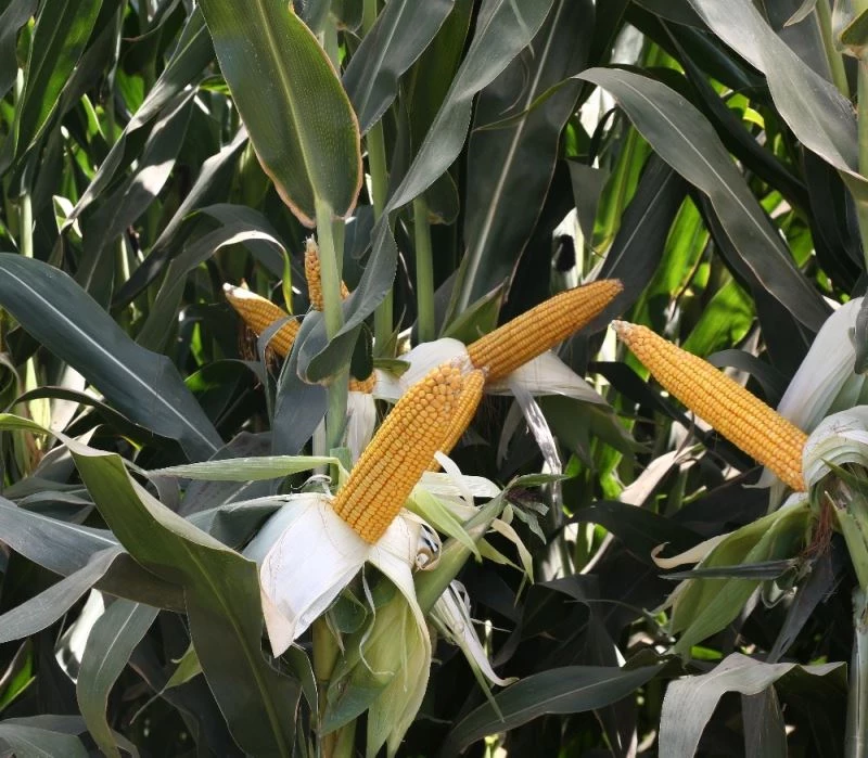 Türkiye’nin ilk yerli özel tohum firması MAY Tohum yeni yatırımlarıyla büyüyor
