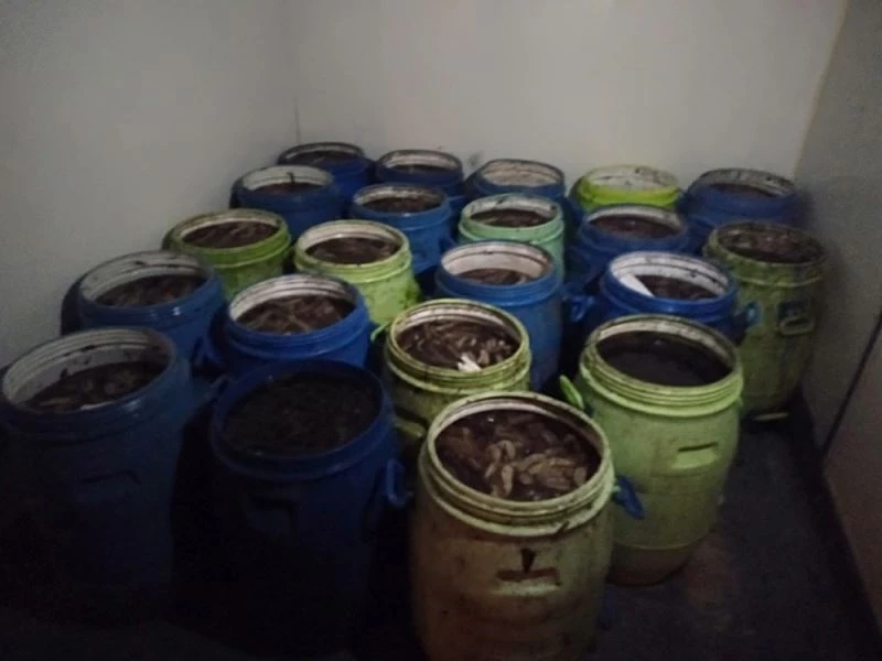 İzmir’de 1 ton deniz patlıcanı ve 1 ton akivades ele geçirildi
