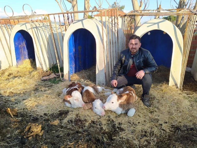 Denizli’de besicinin yüzü sarıkız isimli ineğinin üçüz buzağısı ile güldü
