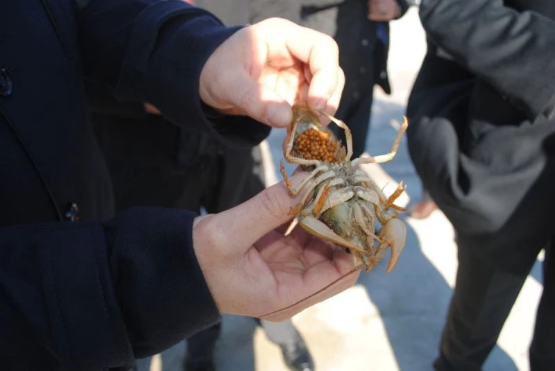 Eğirdir Gölü’nde kaçak avlanan 250 kilo kerevit tekrar göle bırakıldı
