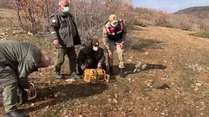 Yasak başladı, ele geçirilen kınalı keklikler doğaya salındı
