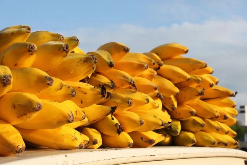 Coğrafi işaret belgeli Erdemli muzunun kökü bile para ediyor
