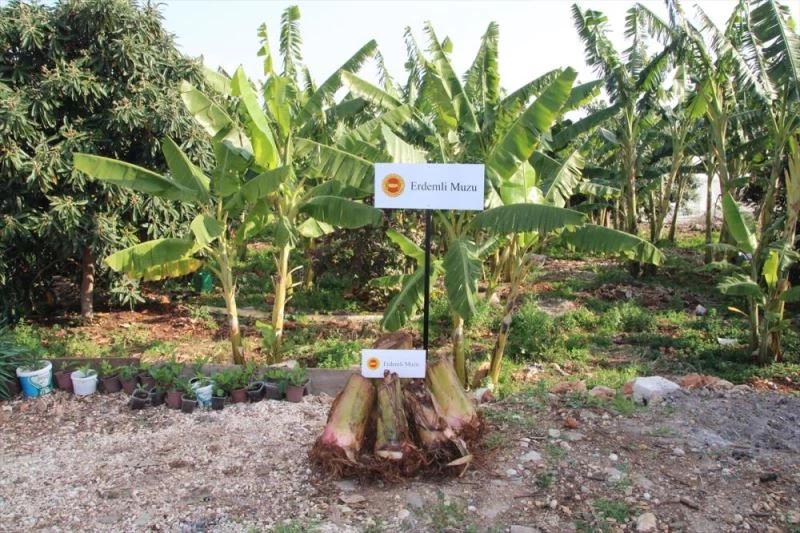 Erdemli muzunun kendisi kadar ağacının gövdesi de kazanç sağlıyor