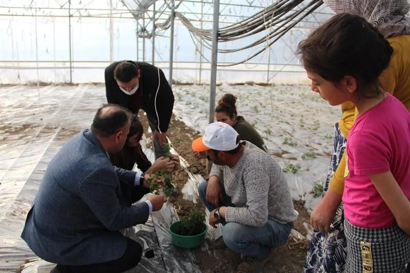 Iğdır’da seracılar yeni sezon fide dikimine başladı
