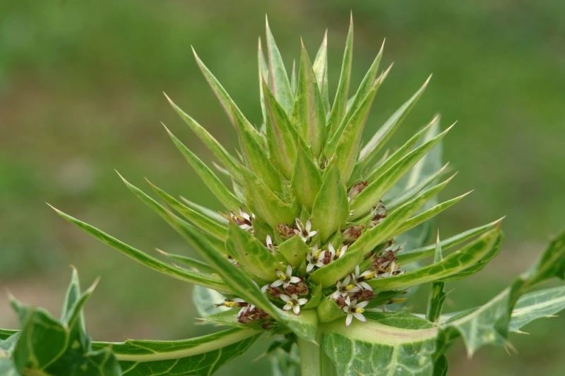 Bilim literatürüne ‘Anatolia’ adında alt cins bitki kazandırıldı
