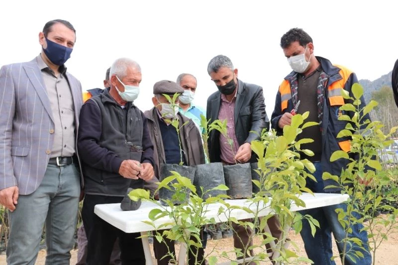 Kozan Belediyesi kamkat üretiyor
