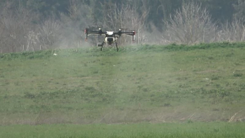 (Özel) Üniversitenin buğdayları drone ile ilaçlandı
