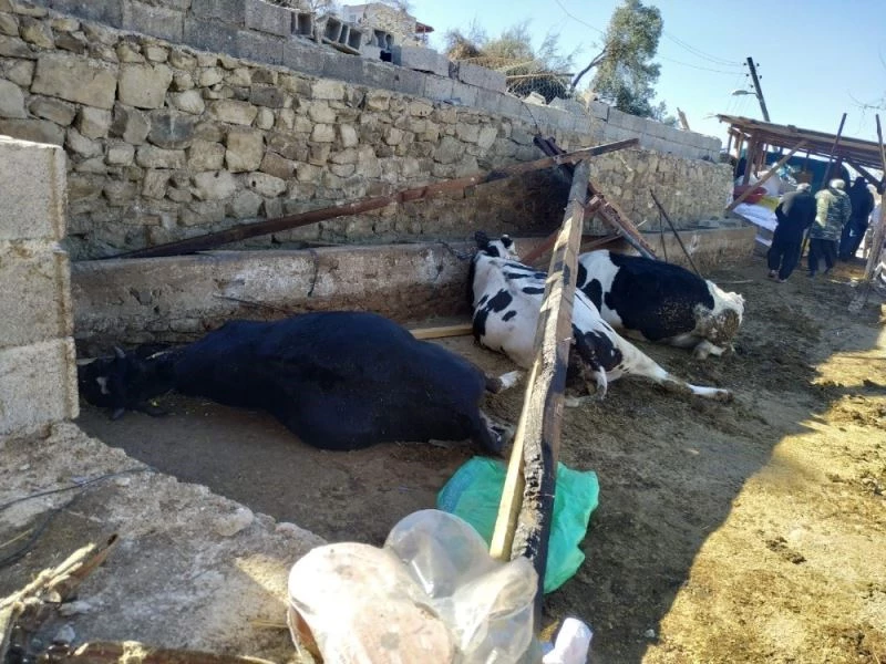 Fırtınada ahırın çatısı çöktü 3 inek telef oldu
