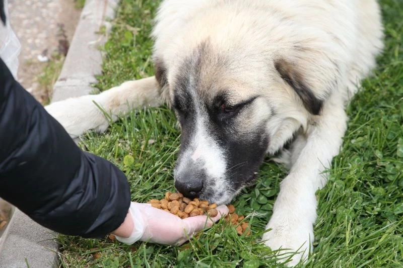 Gölbaşı Belediye Başkanı Şimşek: “Sokak hayvanlarımıza dokunanlar karşılarında bizi bulacak”
