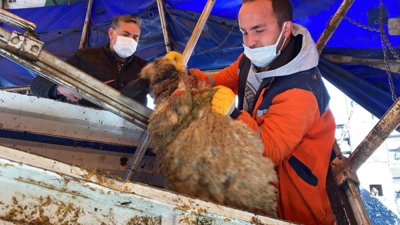 TEM’de çarpışan tırlardaki koyunlar telef olmasın diye kesildi
