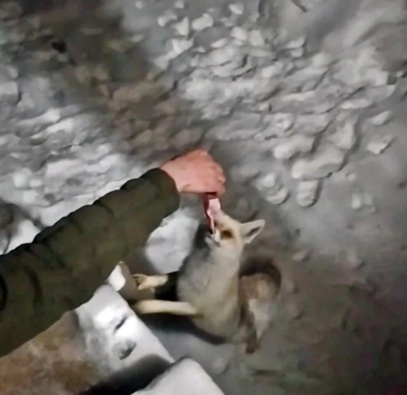 Yüksekova’da aç kalan tilkiyi lavaş ekmek ve etle besledi
